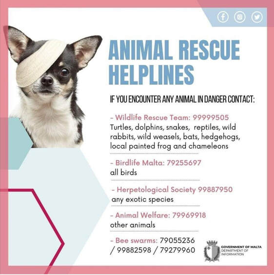 Useful information - Animal Care Malta